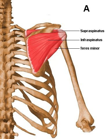 Figure 2a. Anatomy of the rotator cuff. The four muscles that comprise the cuff are the supraspinatus, infraspinatus, subscapularis, and teres minor. (A) The shoulder as viewed from behind, with the supraspinatus, infraspinatus, and teres minor visible. Courtesy of Carol Teitz, MD, University of Washington.