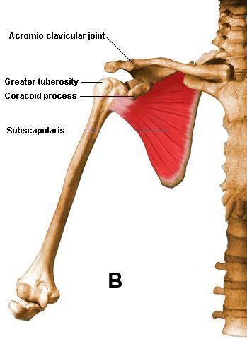 Figure 2(B) The shoulder as viewed from the front, with the subscapularis visible. While all of the muscles can be torn, the most common tears involve only the supraspinatus and infraspinatus. Courtesy of Carol Teitz, MD, University of Washington.