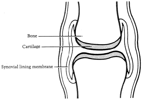 Figure 1 - Healthy joint