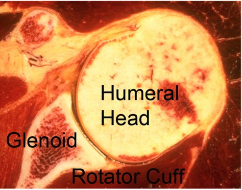 Normal Shoulder