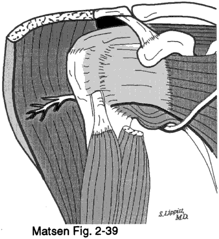 Figure 1 - Axillary nerve