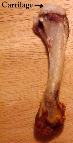 Figure 1 - drumstick cartilage; the white (or slightly yellow) smooth surface capping the end of the bone.