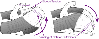 Figure 1 - Rotator cuff viewed from above