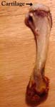 Hip Arthritis - Example of cartilage Hip Arthritis - Example of cartilage