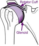 Bankart Lesion Bankart Lesion Fig 1 - Shoulder bones and muscles showing humeral head, the glenoid, and part of the rotator cuff