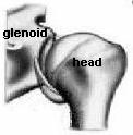 Figure 1b
