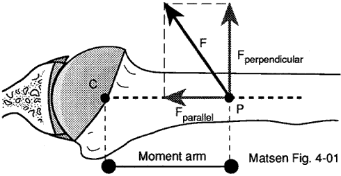Figure 1 - The moment arm