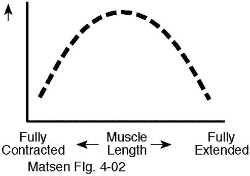 Figure 2 - Muscles are usually stronger near the middle of their excursion