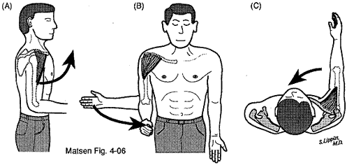 Figure 6 - Anterior deltoid