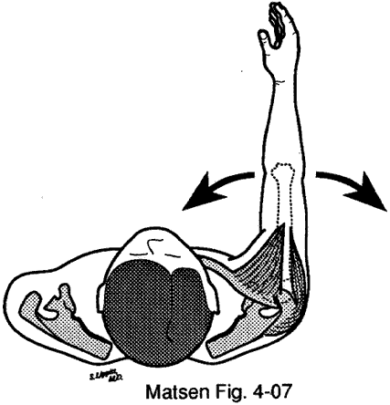 Figure 7 - The cross-body and internal rotation moments of the anterior deltoid must be resisted by other muscles (such as the posterior deltoid and the infraspinatus)