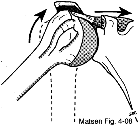 Figure 8 - The fibers of the cuff sustain concentric loads when moving the humerus actively