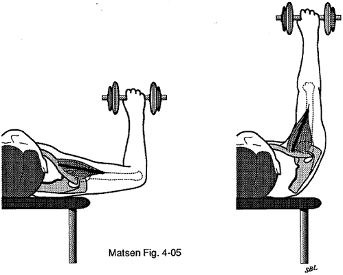 Figure 12 - Tendon insertion