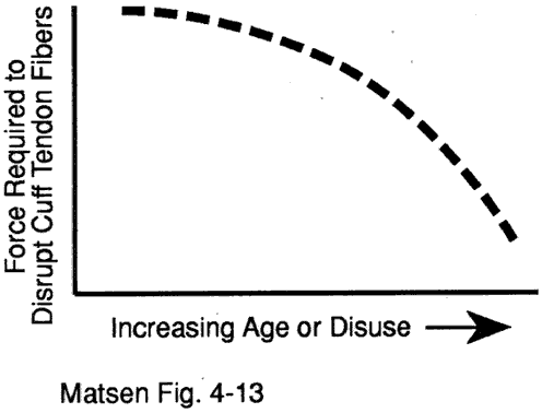Figure 14 - Rotator cuff tendon fibers become weaker with disuse and age